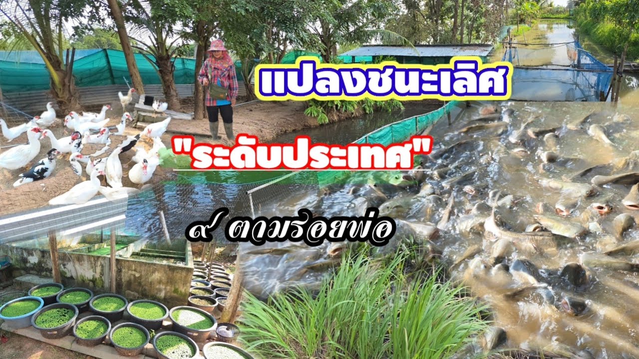 แปลงชนะเลิศระดับประเทศ!! สุดยอดคุณยาย 63ปี ทำเกษตรตามรอยพ่อพื้นที่ 3 ไร่ รายได้ 300-1000฿ ต่อวัน