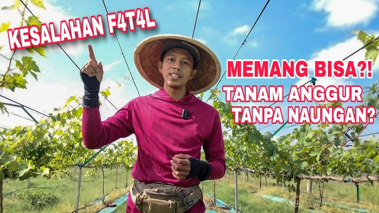 EPS 83 - KESALAHAN F4T4L ‼️ SAAT TANAM ANGGUR TANPA NAUNGAN