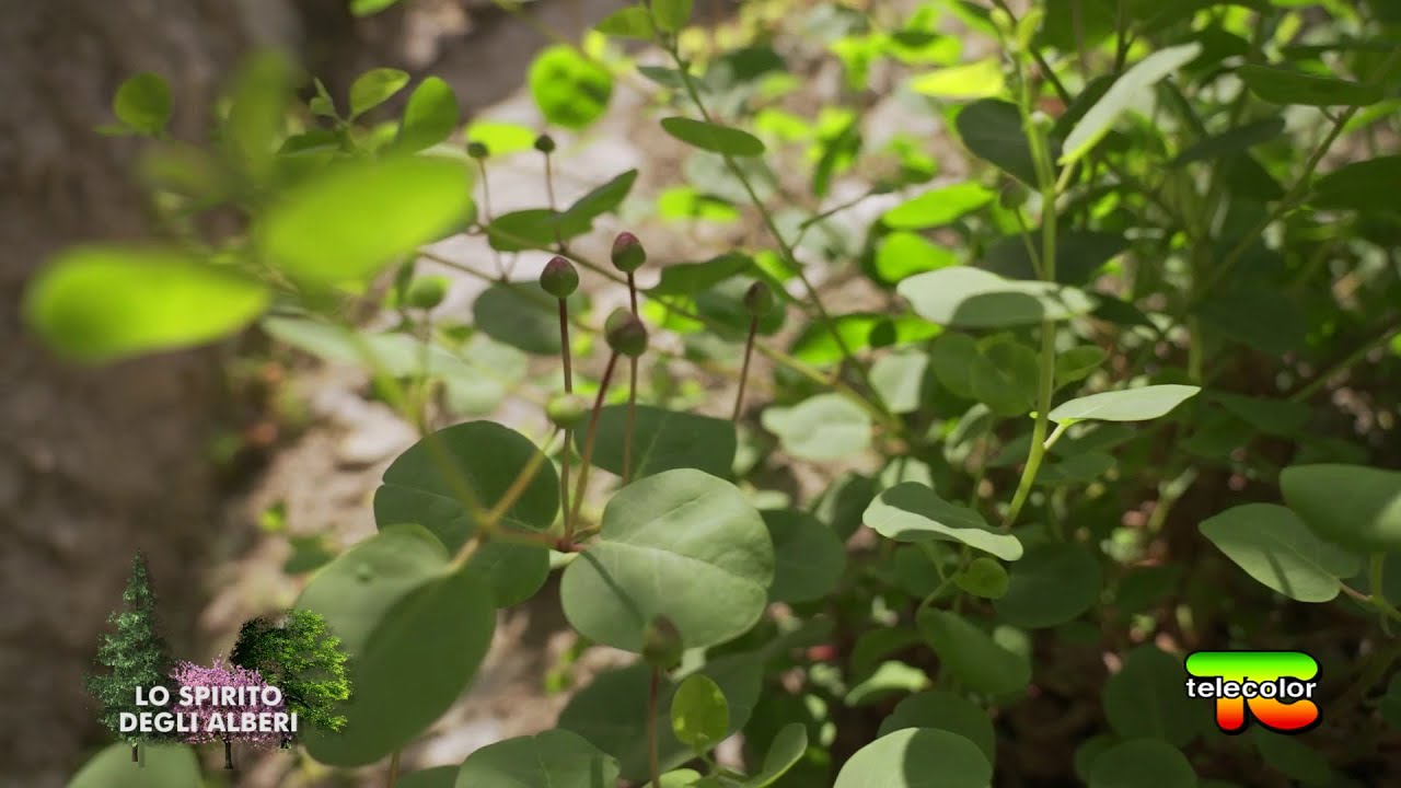 Lo spirito degli alberi: capperi 07.10.2022
