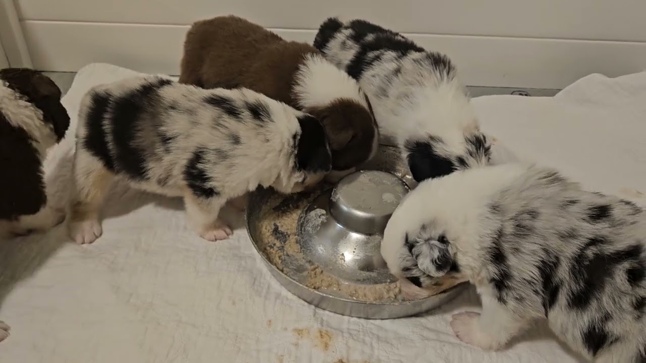 Finch puppies are loving their extra snacks! Weaning has begun! #australianshepherd #puppies 