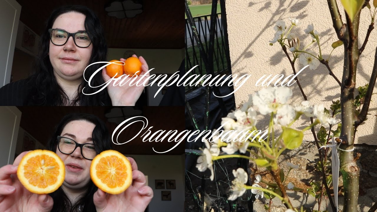 Gartenplanung & Orangenbaum