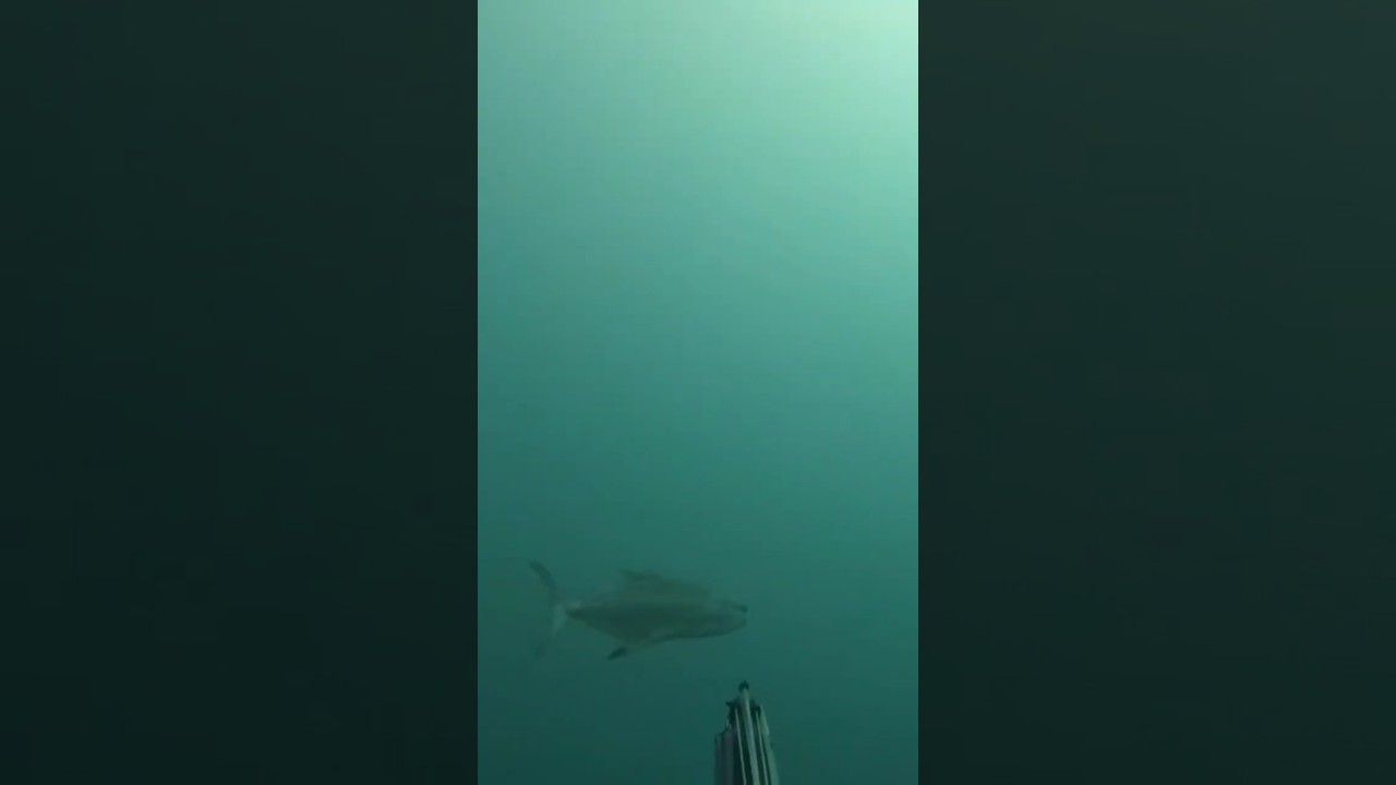 Leccia Amia - pescasub #spearfishing #lecciaamia #pescasub #leccia