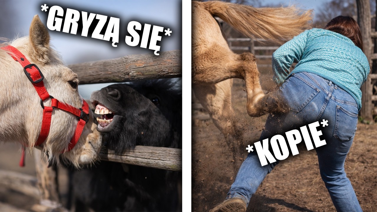 PIERWSZE KOPNIĘCIE OD ŹREBAKA!