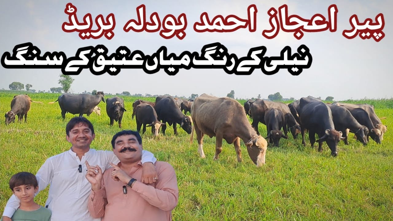 Pakistan Pure Nilli Buffalo Breed | Peer Ijaz Ahmad Bodla | Mian Attique Official