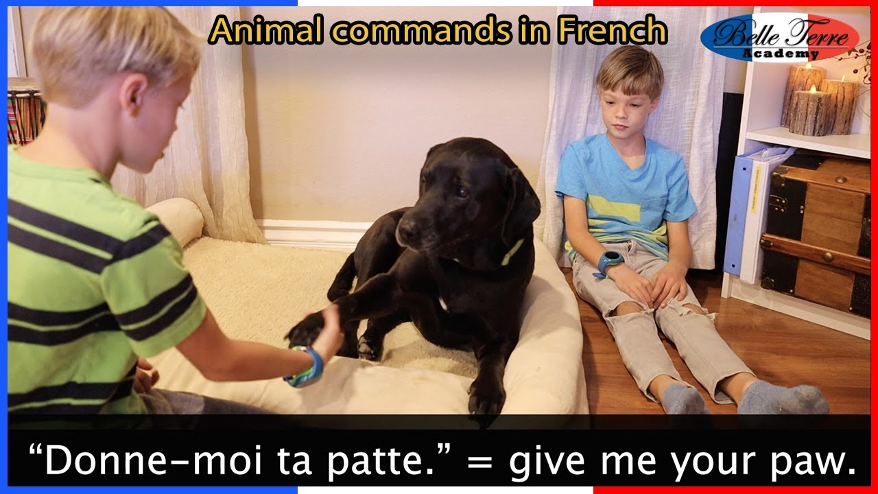 LEARN DOG COMMANDS in FRENCH and WHY you SHOULD SPEAK to your DOG in FRENCH!