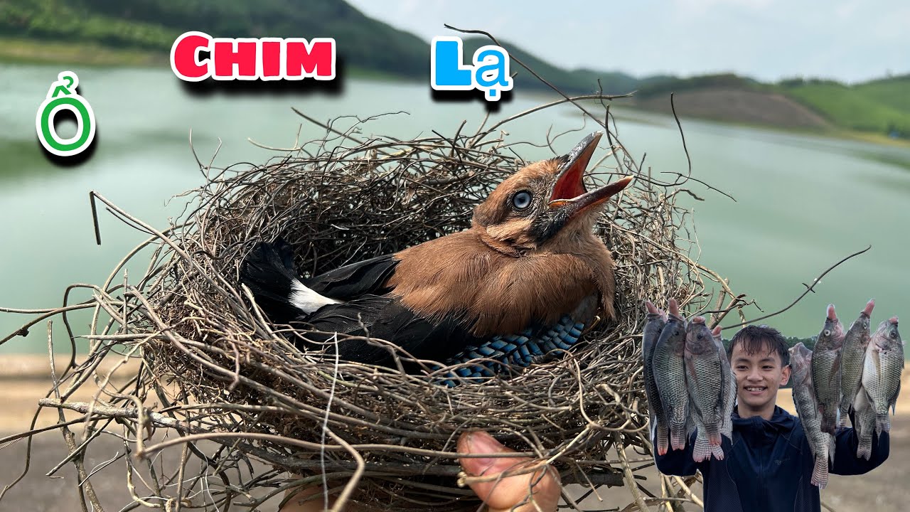 Tổ Chim Lạ Nói Được Tiếng Người Bắt Cá Cùng Lũ Trẻ Trên Con Đập Hết Thầu