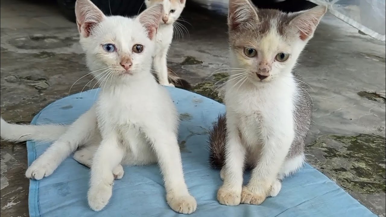 Pagi yang Lesu, Perut yang Penuh.