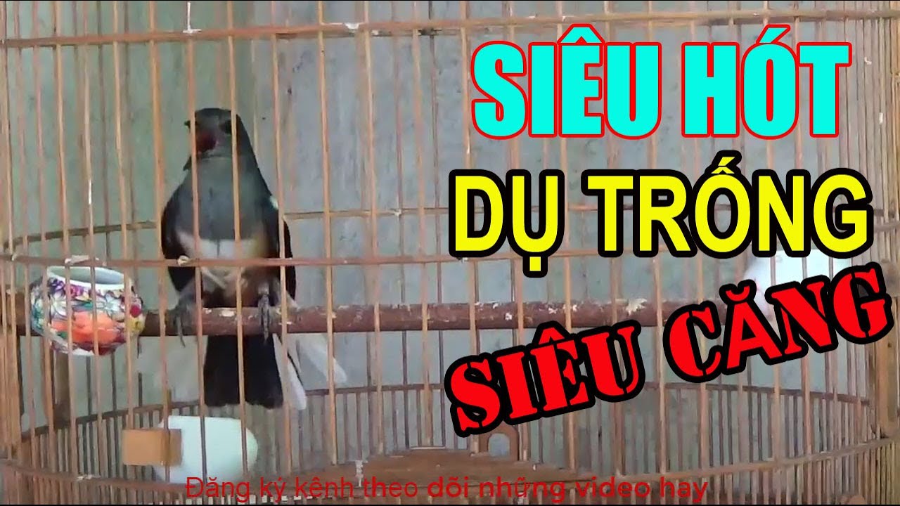 Choè than mái kích là trống hót | Kích choè than hót 1 tiếng mỗi sáng.c210