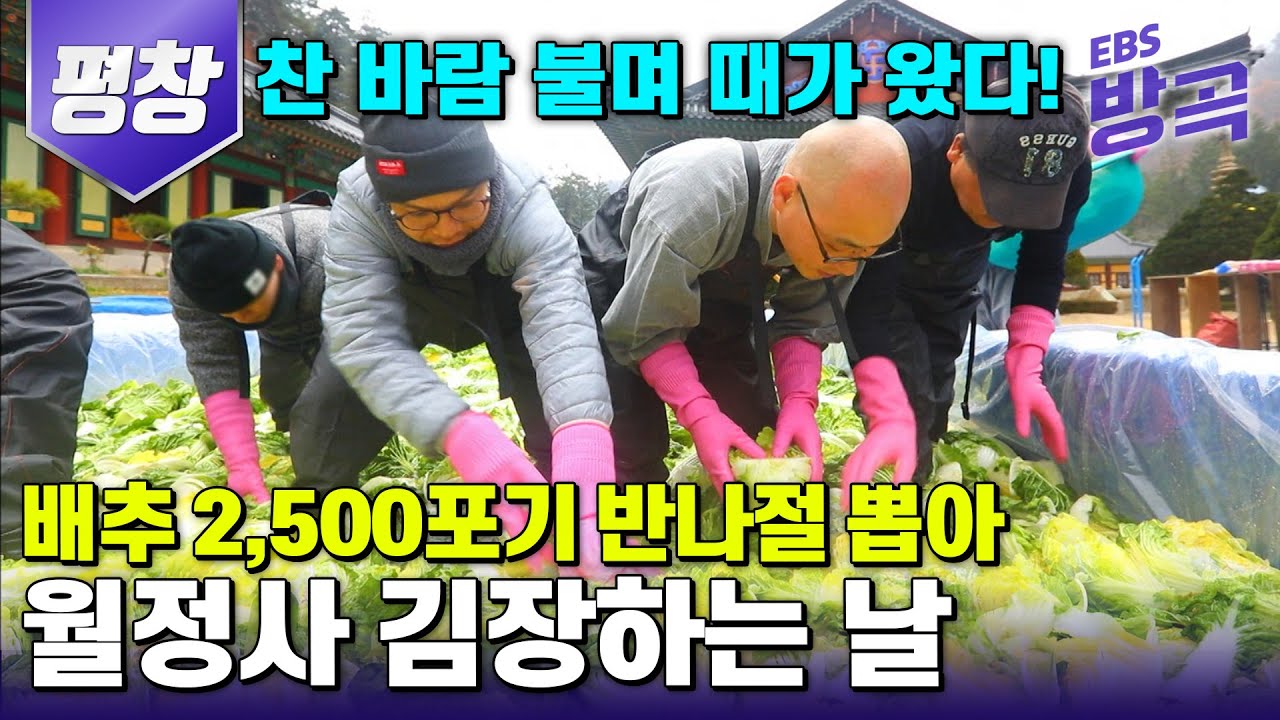 [강원 평창] 찬 바람 불며 때가 왔다! 100% 자급자족! 직접 농사지은 배추와 무 반나절 만에 뽑아 2,500포기 김장하는 월정사 | #한국기행 #방방곡곡