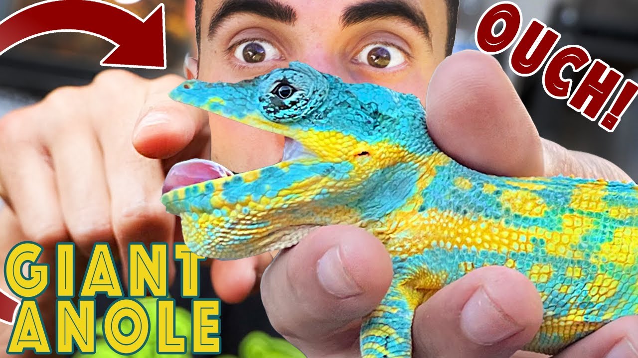 CHOMPED by my $2500 Lizard! The Giant Blue Anole!