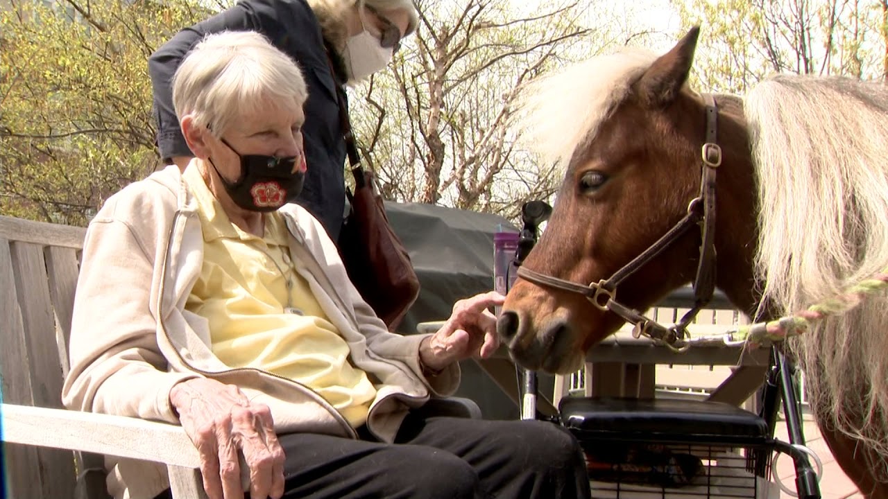 Mini horses bring big smiles to residents at Sleepy Hollow older adult community