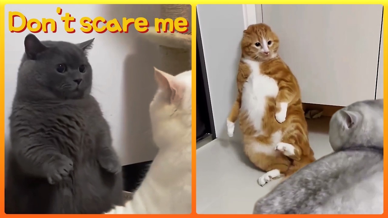 Don't Scare Me! Funny Cats😸Compilation #1