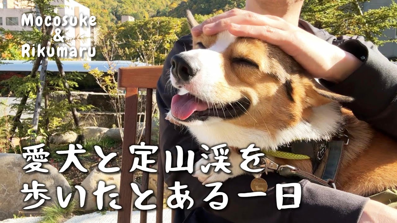 お泊まり旅行が楽しくて幸せそうなコーギーの笑顔に癒されました　定山渓　埜ノ山キッチン