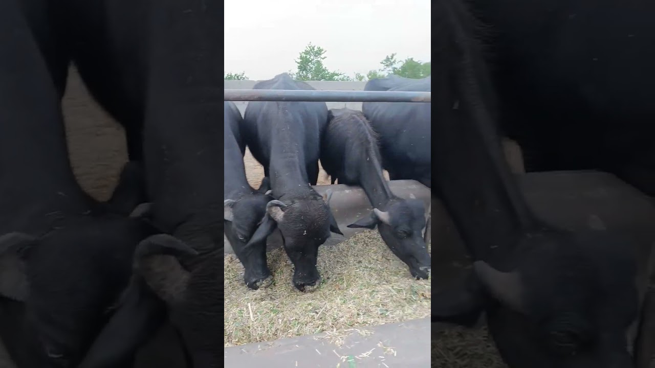 buffalo farming, buffalo talaab, buffalo sound, buffalo cartoon, buffalo mating, bhains wala cartoon