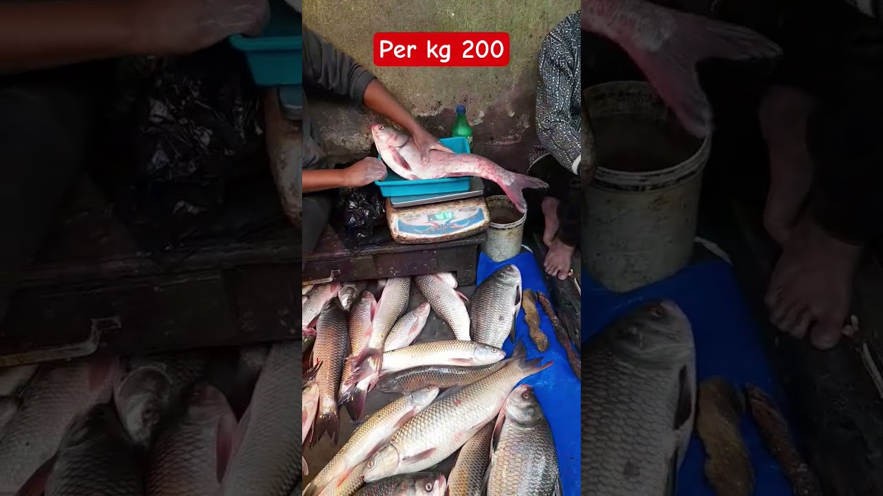 FISHING VIDEO YOUTUBE 