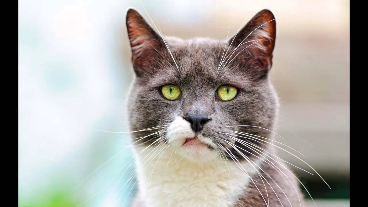 Log Sixity Thousand Podcast