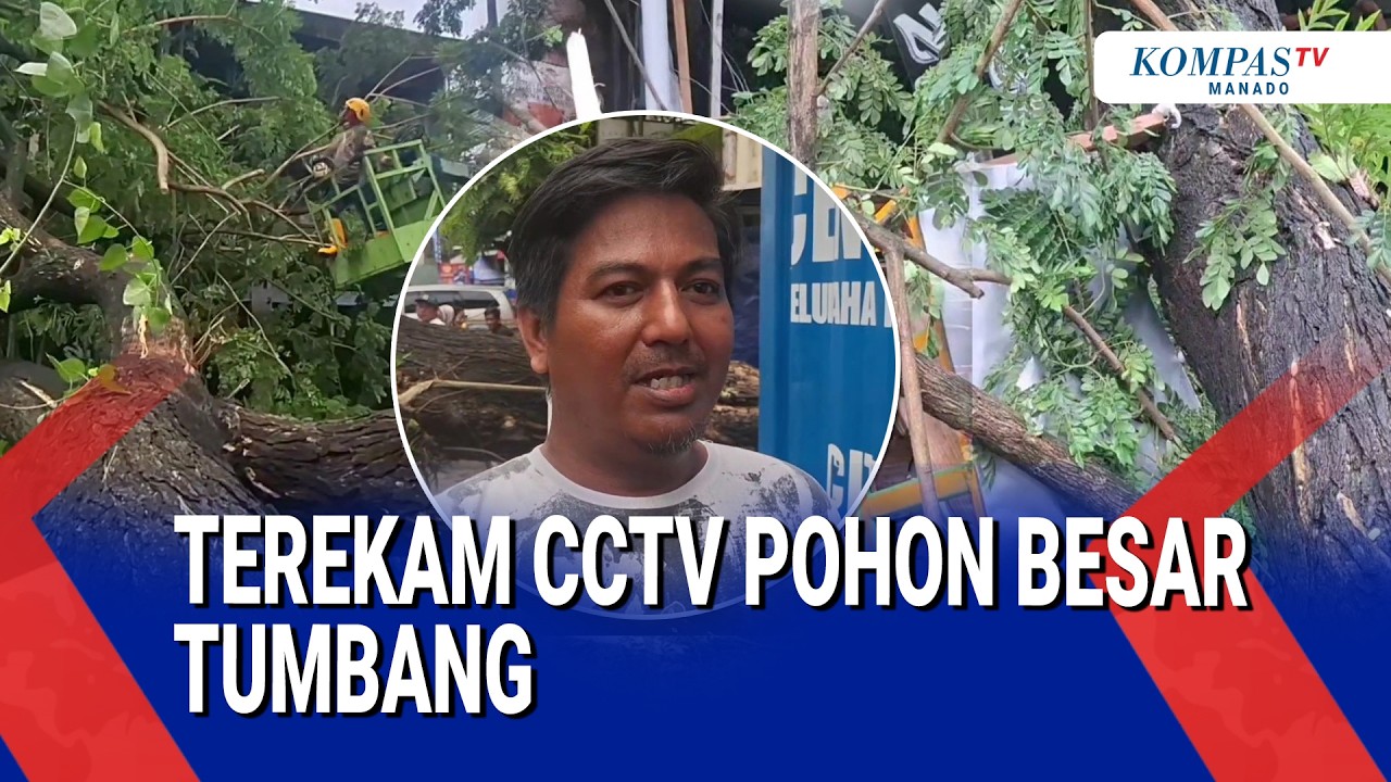 TEREKAM CCTV POHON BESAR TUMBANG TIMPA WARKOP & GEROBAK BAKSO