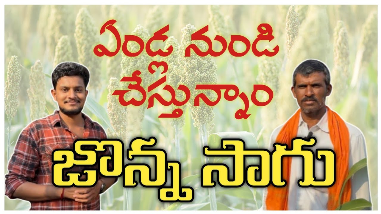 ఏండ్ల నుండి జొన్న సాగు చేస్తున్నాం | Jowar Cultivation In Telugu | Bheeshma Agriculture