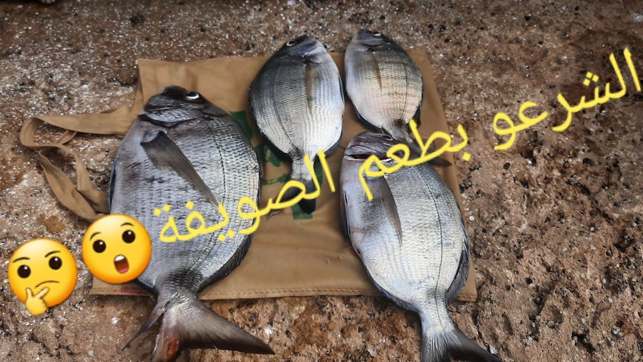 طعم مجاني بدون عناء يفي بالحصيلة اكتشفوه مع الرايس لحسين