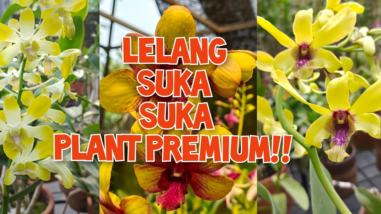 LELANG ANGGREK BELI 2 GRATIS 1 