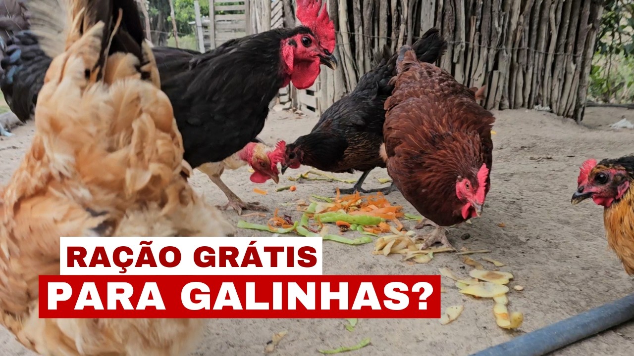 COMO ALIMENTAR AS GALINHAS QUASE DE GRAÇA (5 MANEIRAS COMPROVADAS DE REDUZIR CUSTOS)