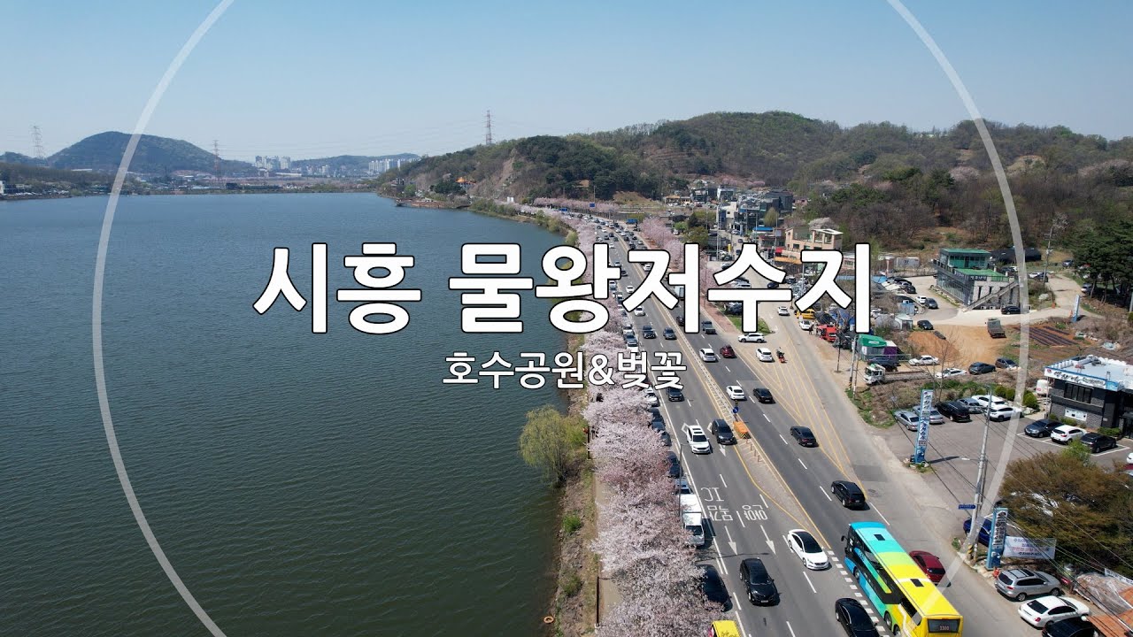[4K] 시흥 물왕저수지(호수공원&벚꽃) - 드론 영상