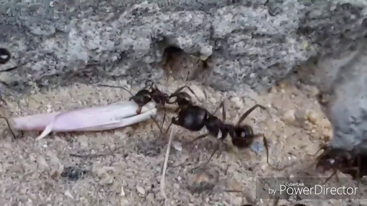 Kreetalla. Isoja MUURAHAISIA.