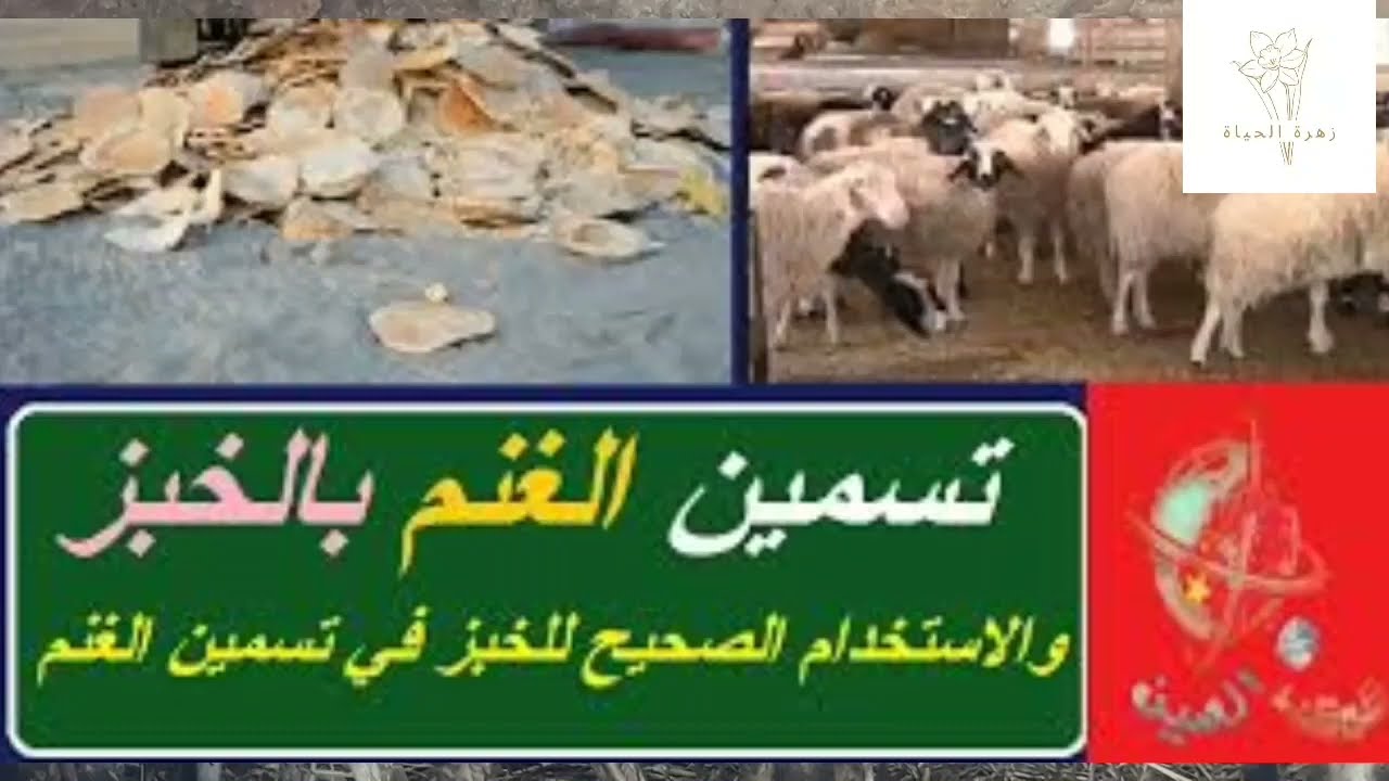 تسمين الاغنام بالخبز اليابس والاستخدام الصحيح للخبز في تسمين الاغنام والكباش