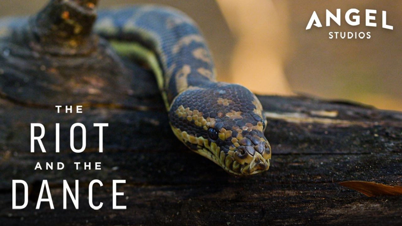 Meet the Pythons of Australia | The Riot An the Dance