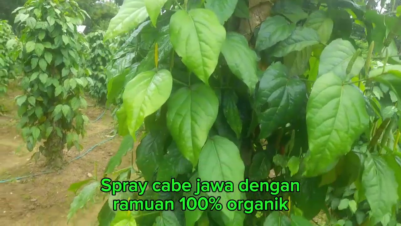 Spray pelebat buah biaya Rp. 0,-