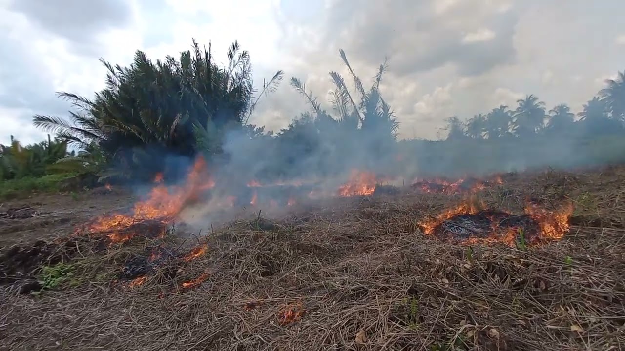 BAKAR RUMPUT DI LAHAN HAMPIR KEJEBAK API