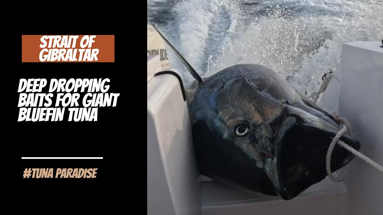 Deep Dropping for Giant Bluefin Tuna - Tuna Paradise