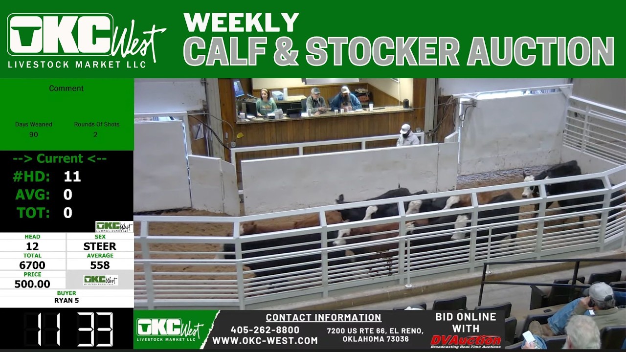 2,500+ Head Calf & Stocker Auction LIVE | OKC West Market | El Reno, OK | Feb 24, 2026