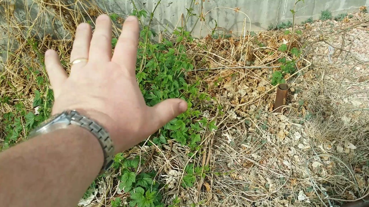 Before you plant hops