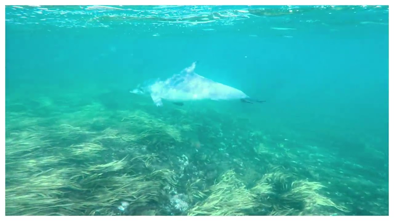 Surfing the Fish Bowl