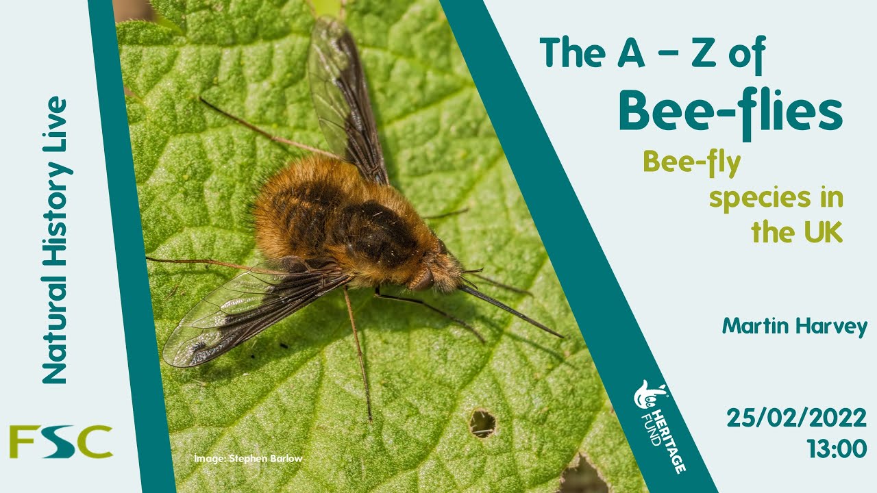 The A to Z of Bee-flies