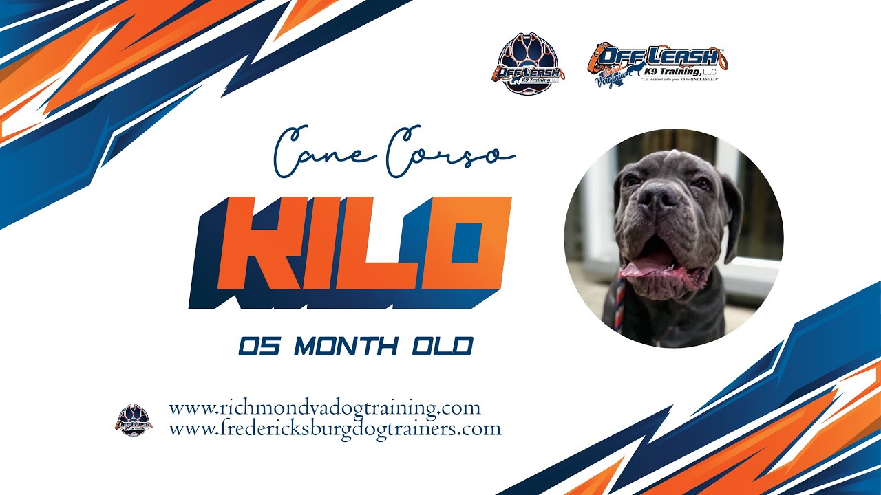5 Mo Cane Corso (Kilo) | Reactive | Best Dog Trainers In VA