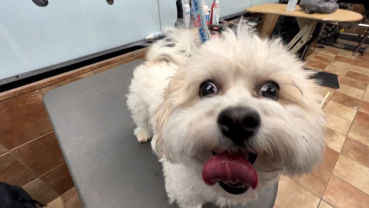NO ONE WANTED TO GROOM HIM!!