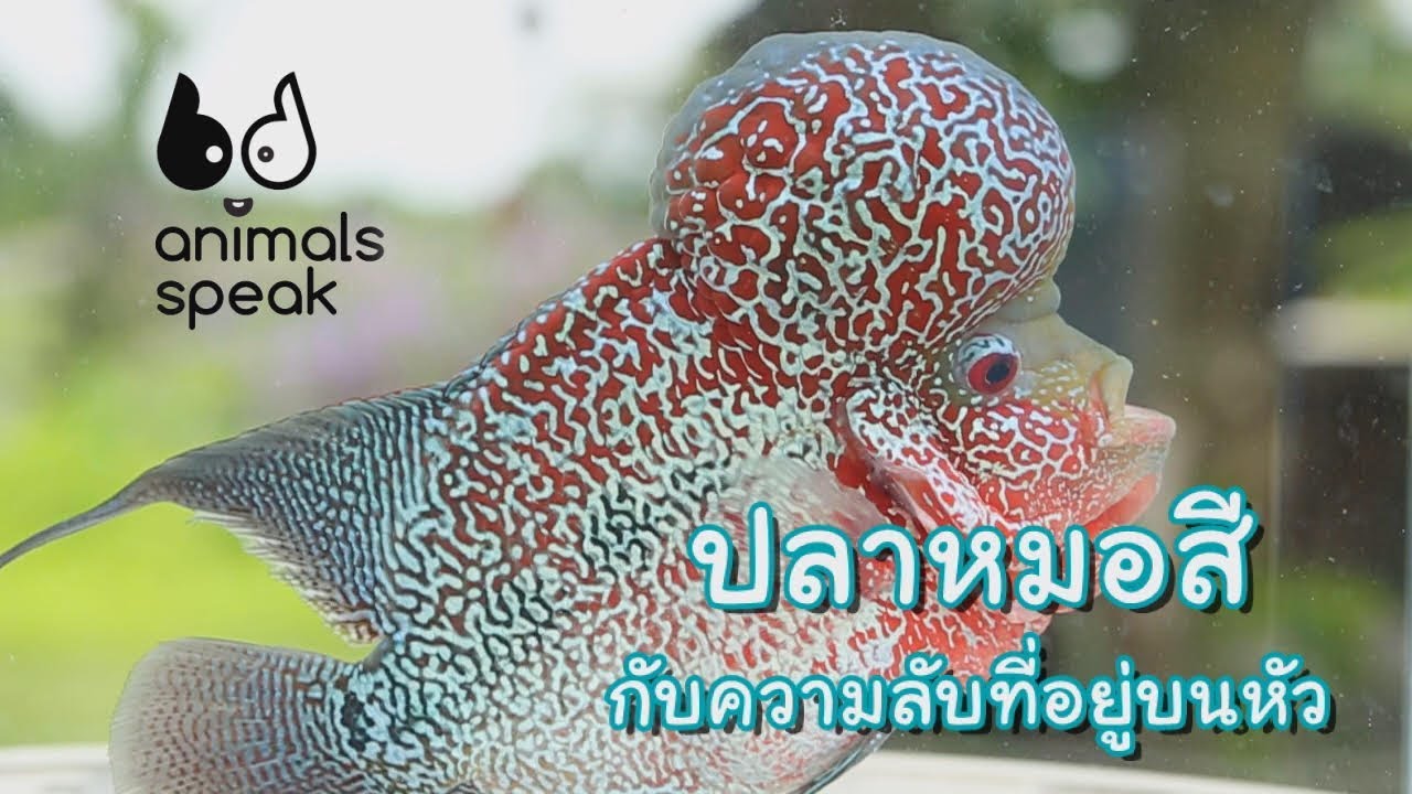 ปลาหมอสีกับความลับที่อยู่บนหัว : Animals Speak [by Mahidol]