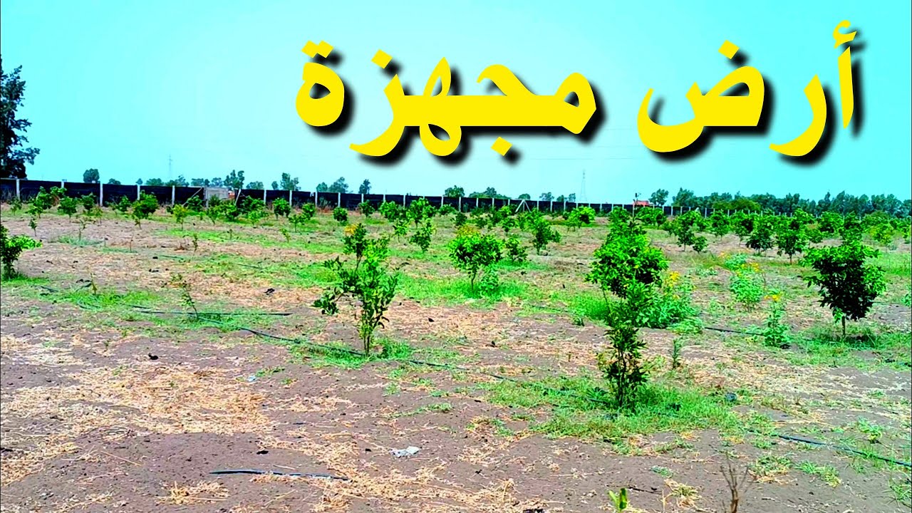 أرض مغروسة و مجهزة بالبئر و الري بالتنقيط و مسيجة نواحي القنيطرة