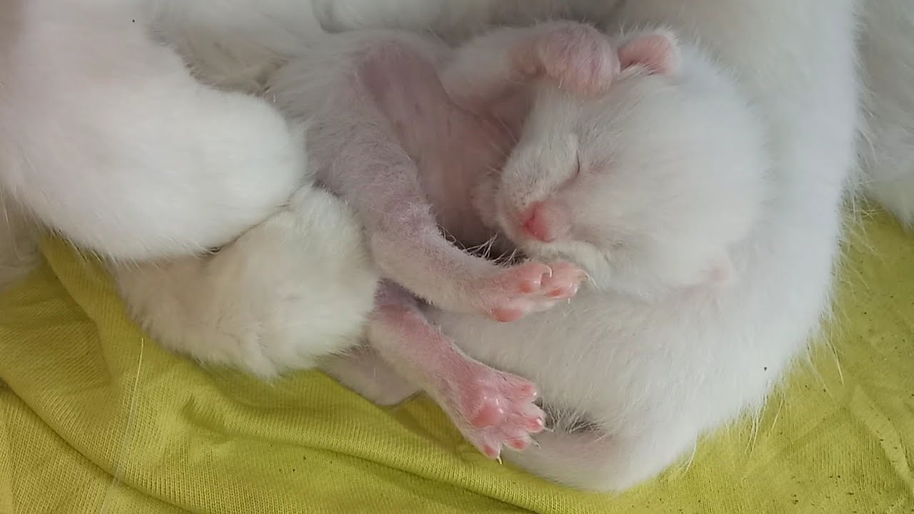 Newborn Kittens Get Tired After Sleeping… So They Sleep More To Be Fresh 😂