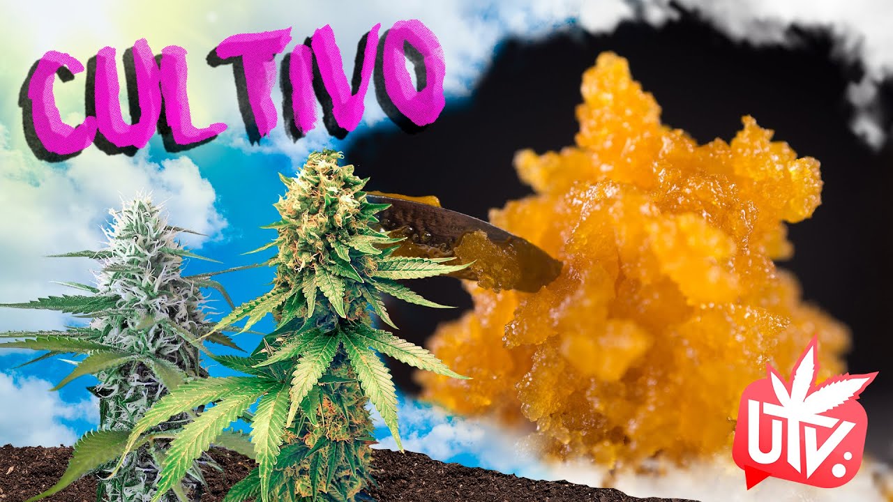 &iquest;QU&Eacute; es la RESINA VIVA o LIVE RESIN? 💧Todo sobre esta potente extracci&oacute;n de m4rihu4na