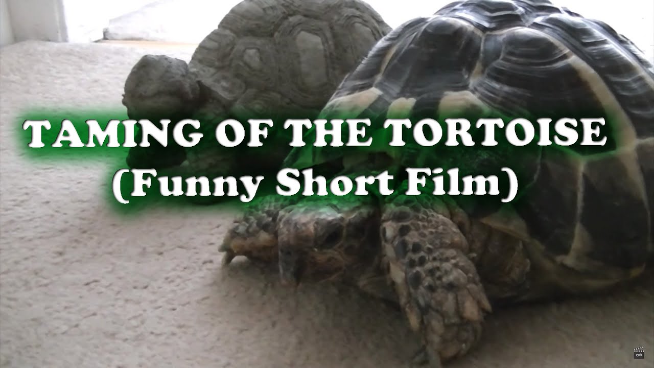 Taming of the tortoise (Funny Short Film)!