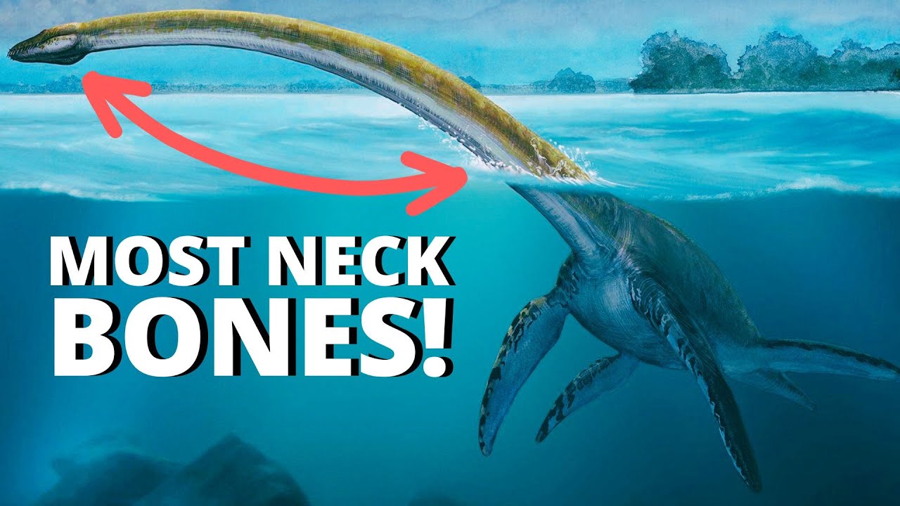 Albertonectes: The Long-Necked Titan of the Ocean