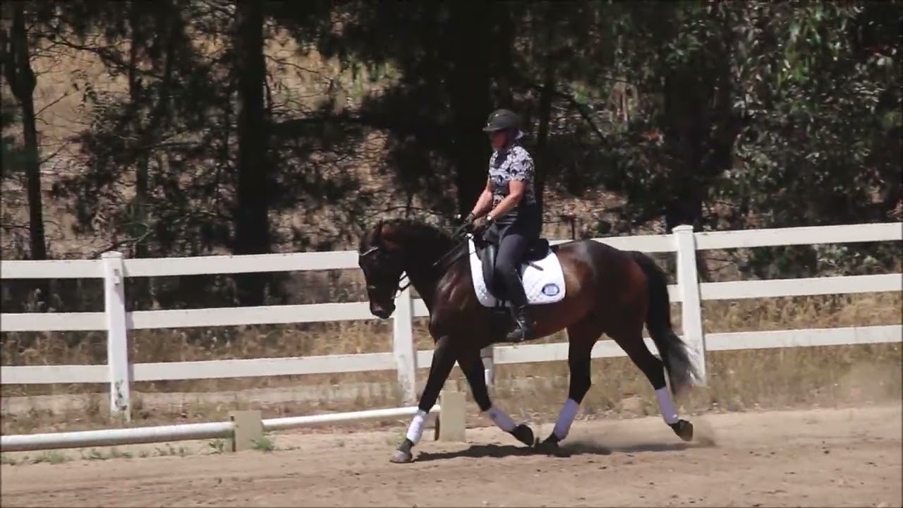 Elliot (Friesian x Quarter Horse cross)