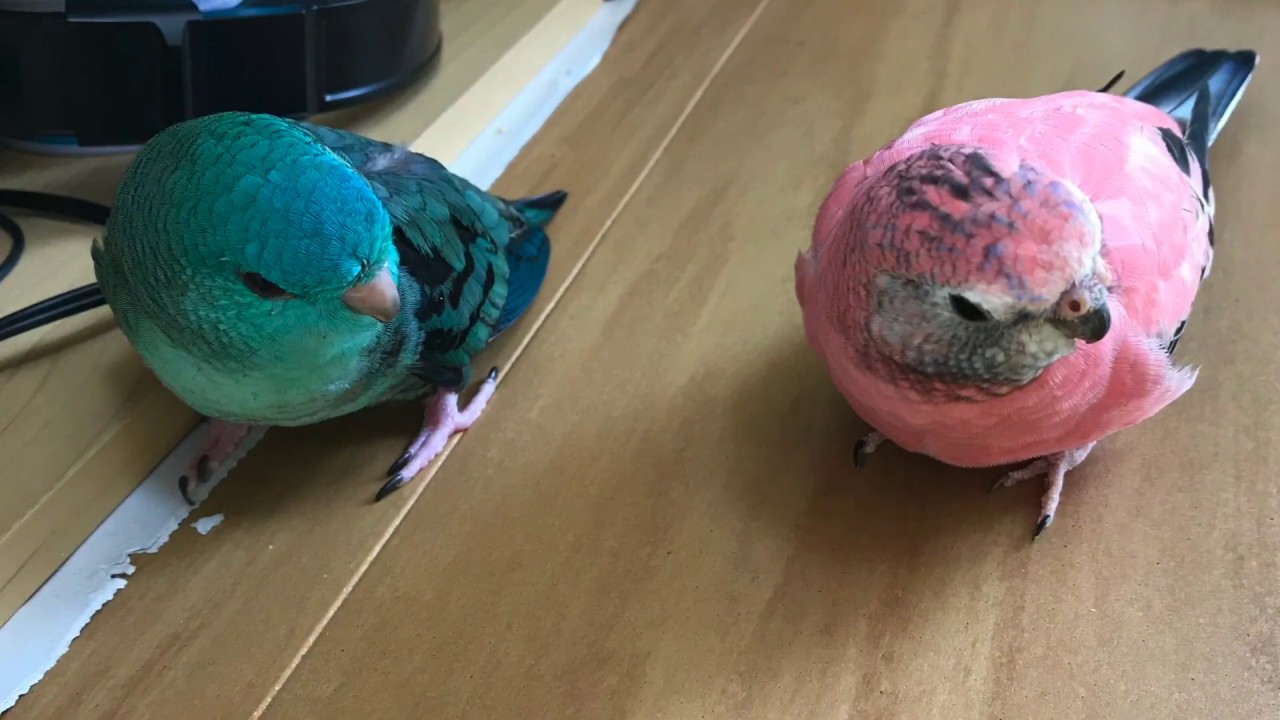 サザナミインコとアキクサインコ   ふうてんの日常