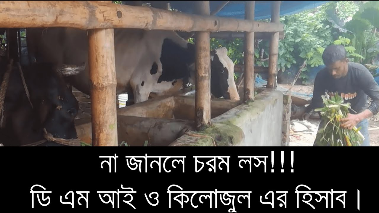 গাভীর খাদ্যের হিসাব || ড্রাইমেটার ও কিলোজুল শক্তির হিসাব || DMI‍ and KJ Energy || Food Formulation