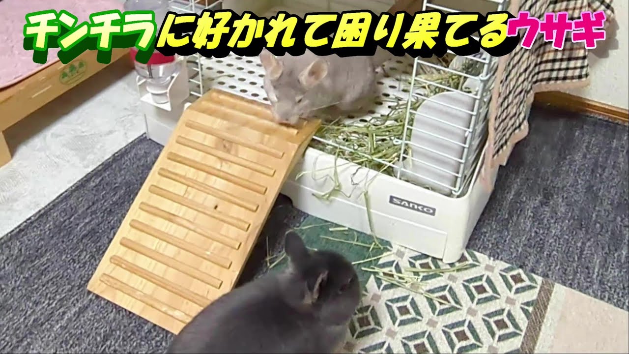 チンチラに好かれて困り果てるウサギ