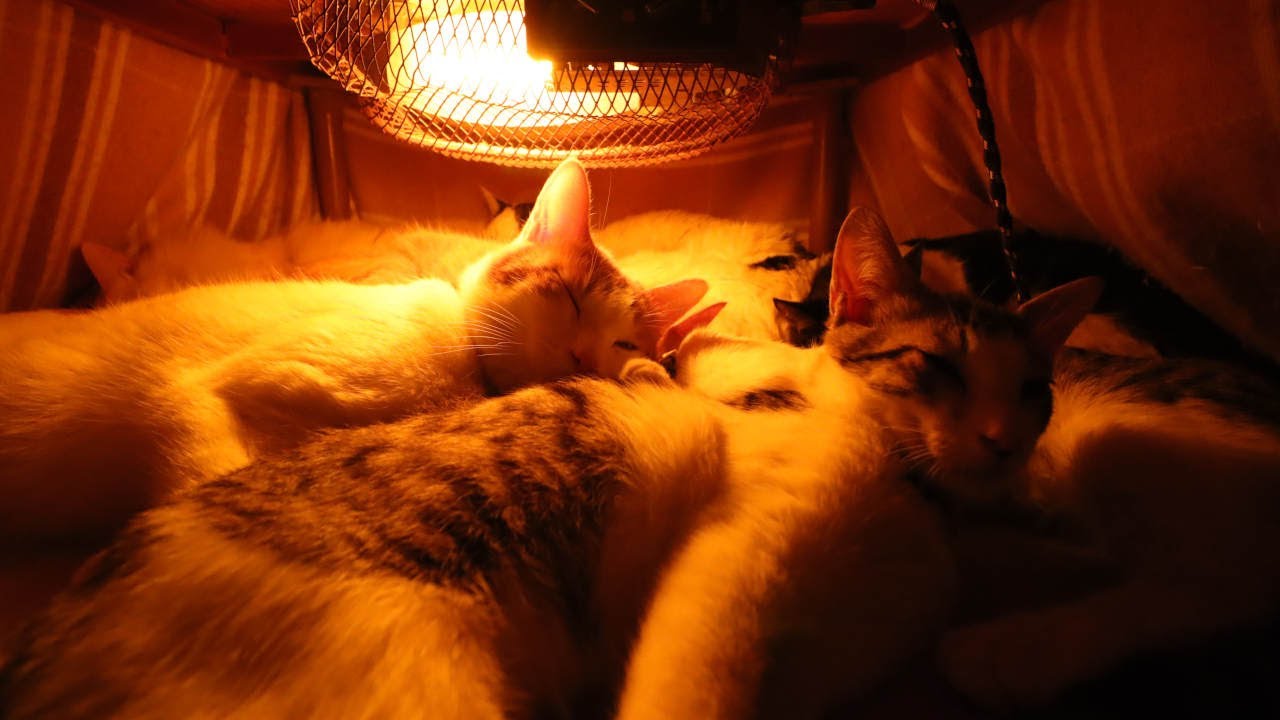 こたつの中の10匹のねこ　230124