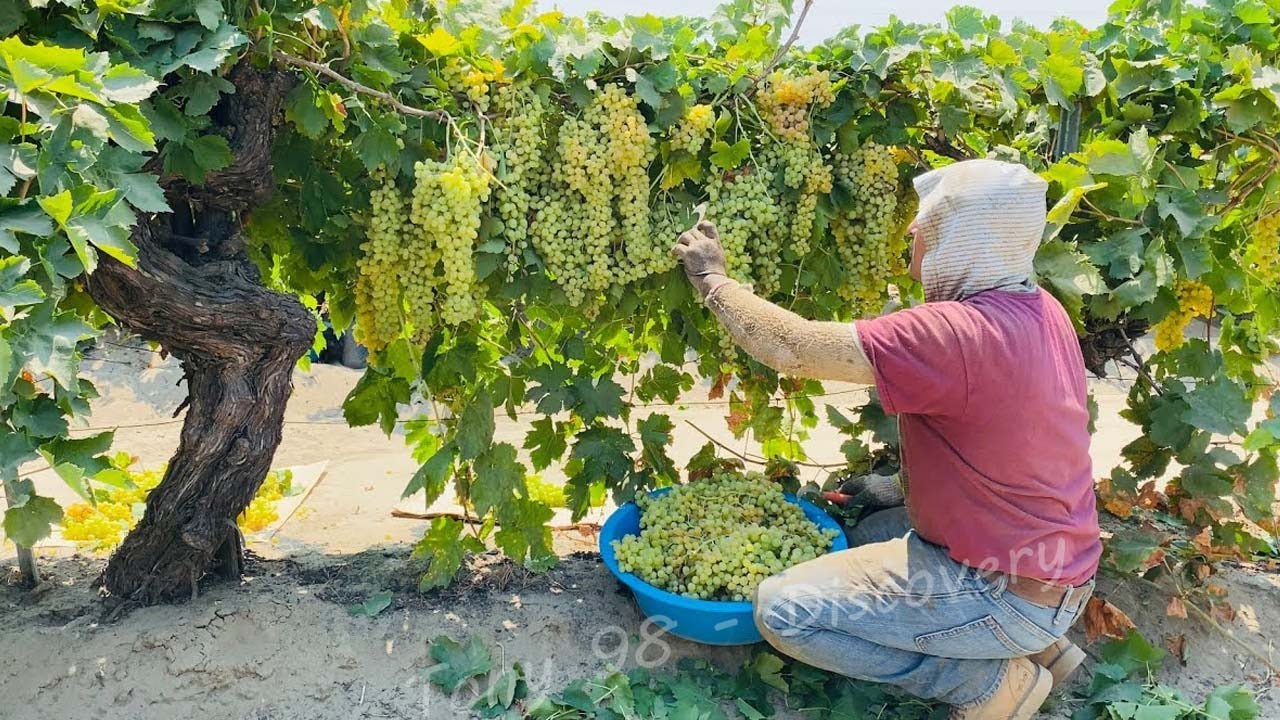 Как американские фермеры собрали 5,9 миллионов тонн винограда — US Farming